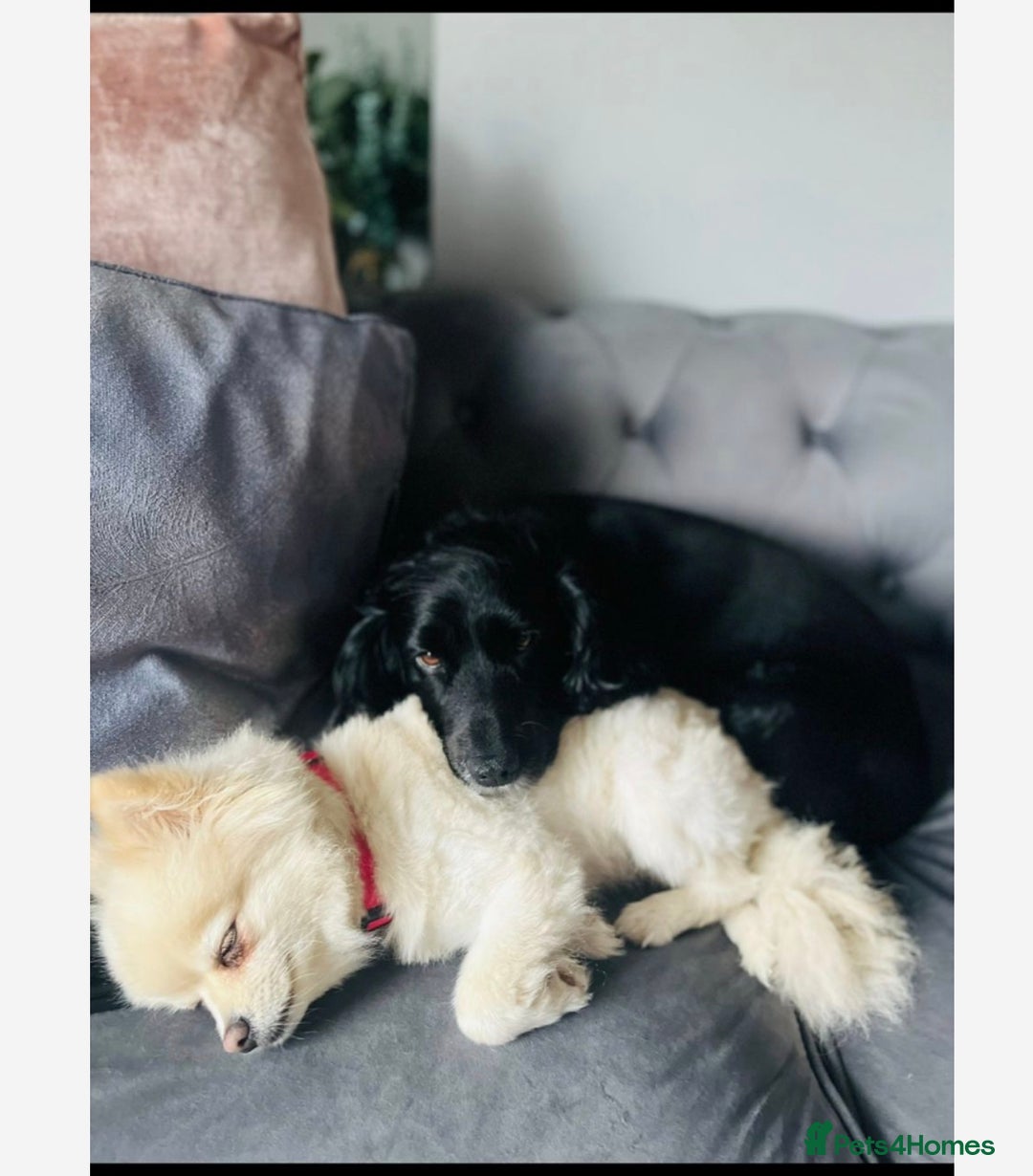 Pomeranian dogs for sale: Lovely girl Pom needs rehoming  - Advert 2