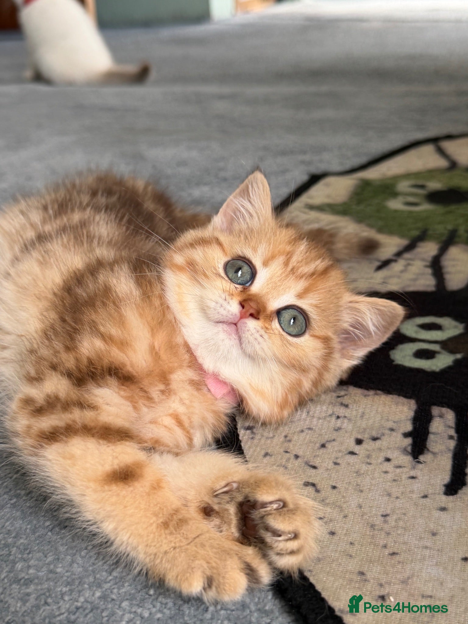 British Shorthair cats British sh odd/blue eyed adorable kittens GCCF  - Advert 18