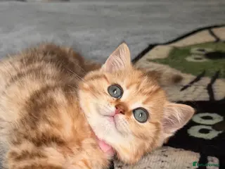 British Shorthair cats British sh odd/blue eyed adorable kittens GCCF - Advert 18