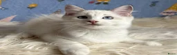 Ragdoll cats for sale: Beautiful Tica Registered Kittens Ragdoll - Advert 20