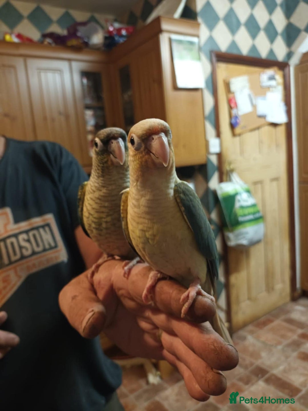 Parrots birds for sale: Hand reared Quaker and Conure chicks - Image 8