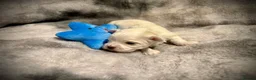 Maltese dogs for sale: Beautiful Maltese Puppies ⭐️Over 5 GENERATIONS⭐️ - Advert 15