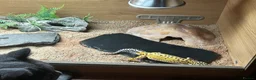 Gecko reptiles for sale: Leopard gecko and set up  - Advert 4