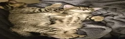 Mixed Breed cats for sale: 2 Stunning golden tabbys and cute black kitten  in Bristol - Advert 8