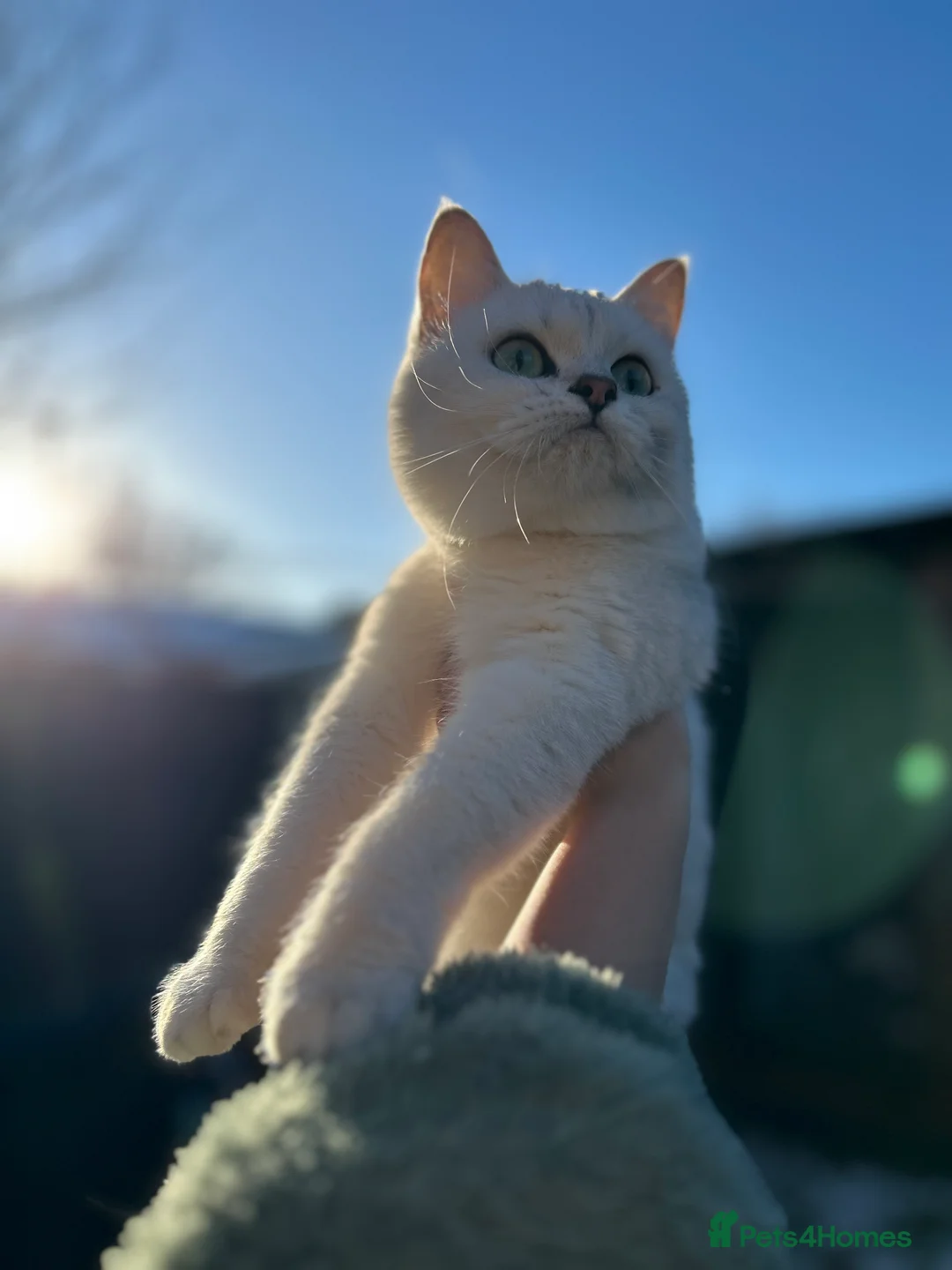 British Shorthair cats for sale: Champion Line GCCF Reg. Chinchilla British SHair - Advert 7