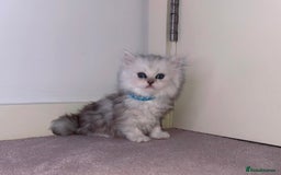 Persian cats for sale: Rare Persian Kittens🤍Only 1 Left - Image 18