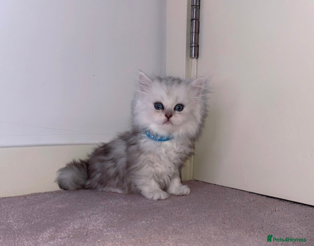 Persian cats for sale: Rare Persian Kittens🤍Only 1 Left - Image 18
