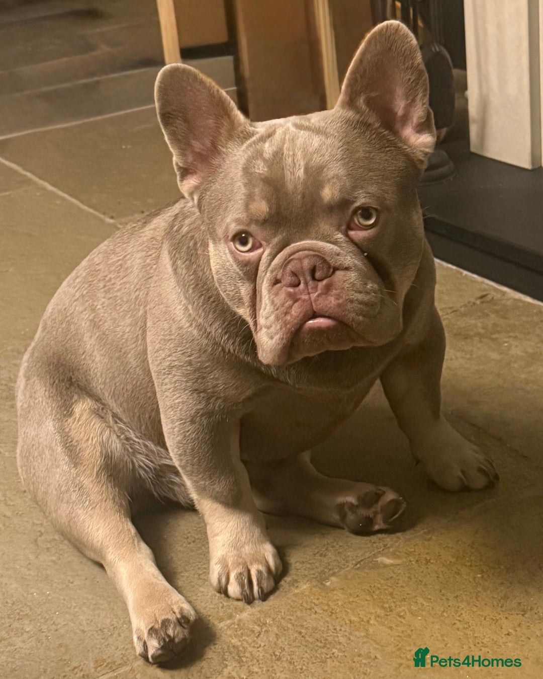 French Bulldog dogs for sale: Reduced French Bulldogs - Advert 2
