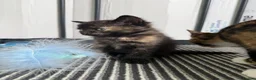 Mixed Breed cats for sale: 3 Kittens looking for homes! in Ilkeston - Advert 8