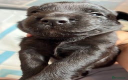 Labrador Retriever dogs for sale: Labrador puppies - Image 6