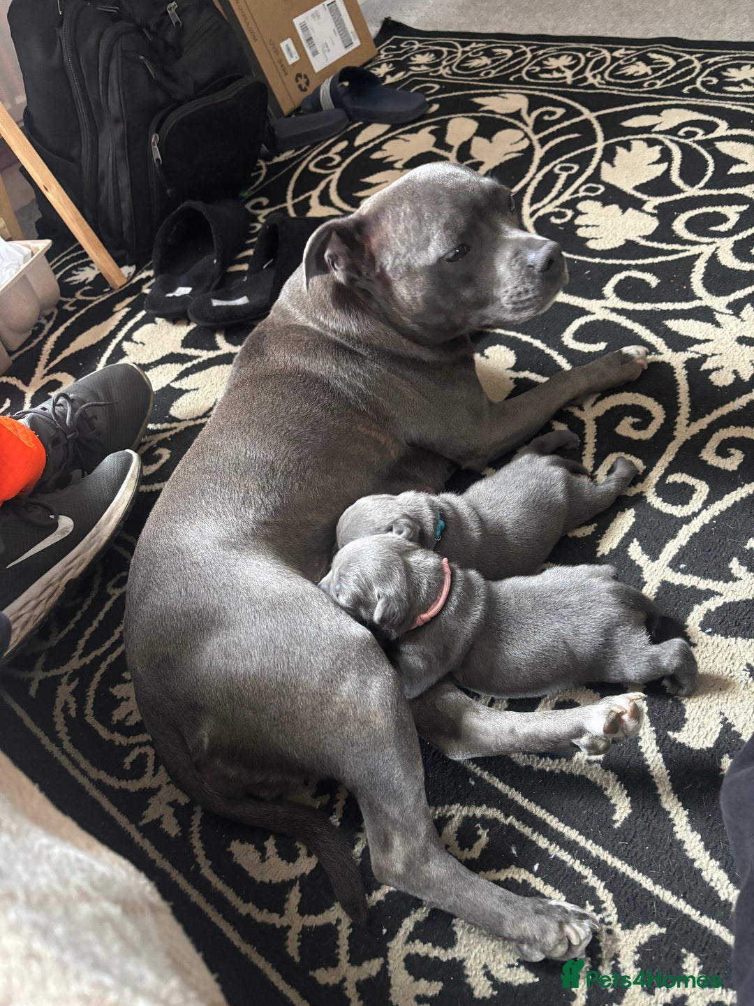 Staffordshire Bull Terrier dogs for sale: KC blue Staffordshire bull terriers - Image 11