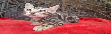 Brown spotted  Bengal male