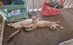 Ragdoll cats for sale: Beautiful Fluffy Ragdoll Kittens 💕🐱 - Image 10