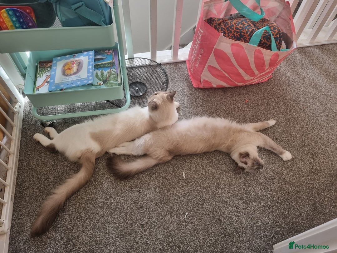 Ragdoll cats for sale: Beautiful Fluffy Ragdoll Kittens 💕🐱 - Image 10