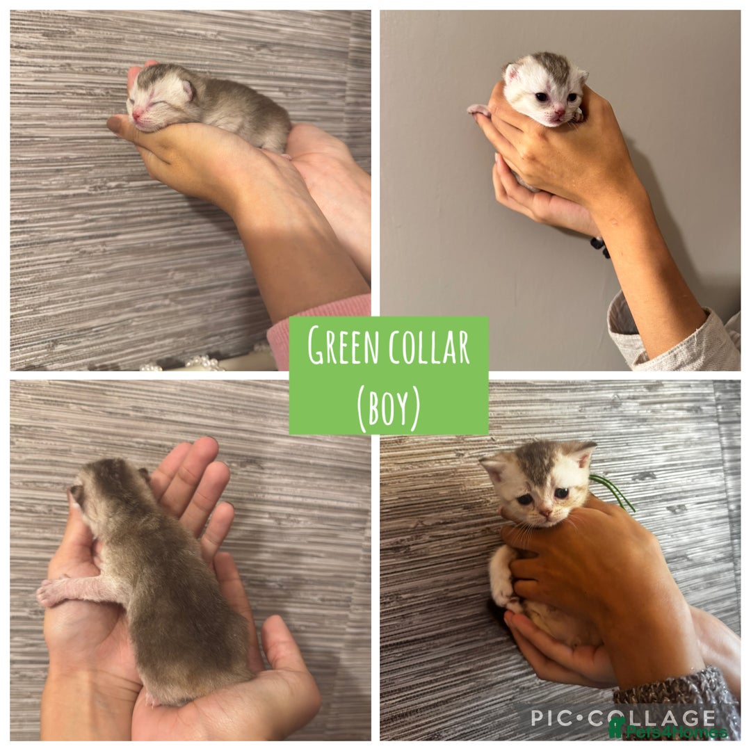 British Shorthair cats for sale: 🐾 Beautiful British Shorthair Kittens 🐾 - Advert 7