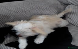 Chinese Crested dogs for sale: 1 Chinese crested Hairy Hairless BOY remaining  - Image 5
