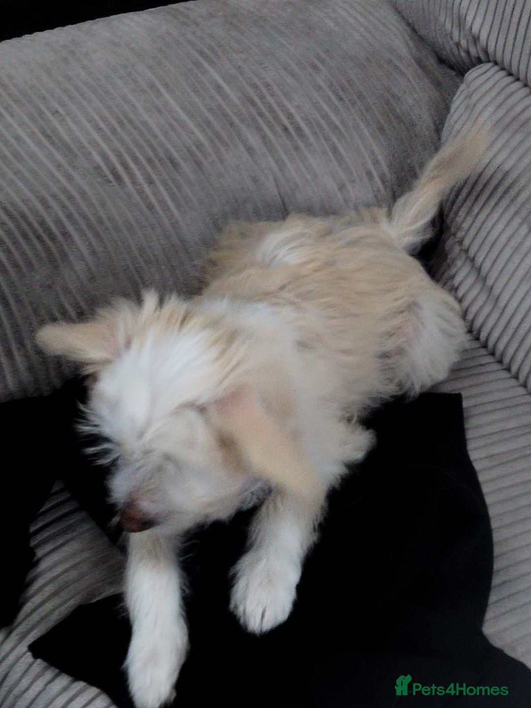 Chinese Crested dogs for sale: 1 Chinese crested Hairy Hairless BOY remaining  - Image 5