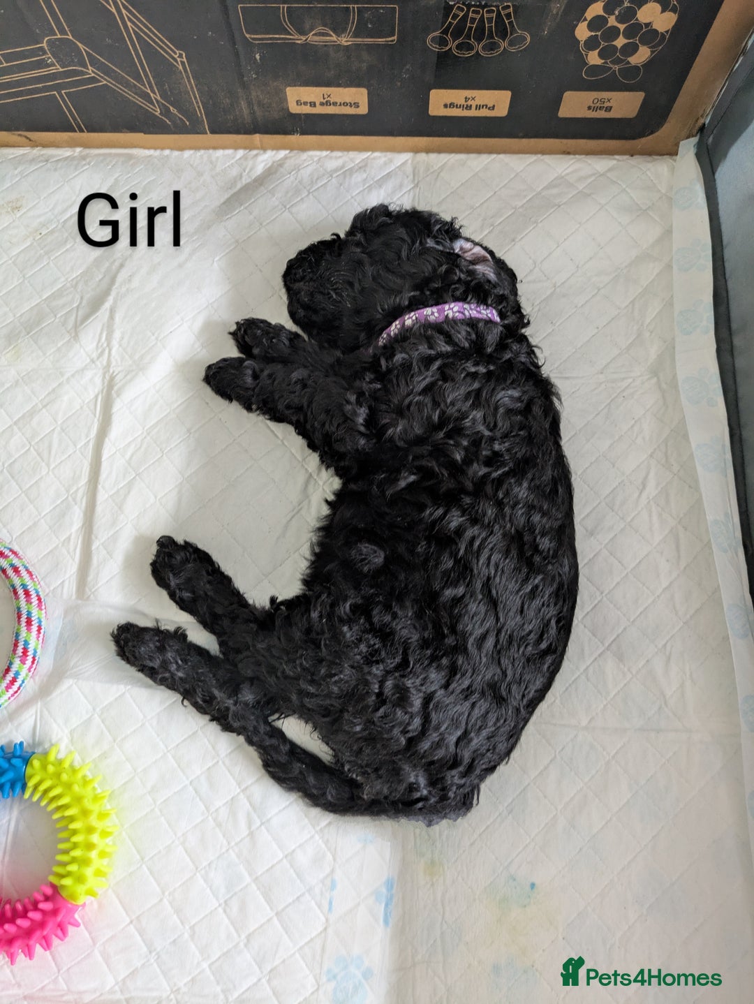 Cockapoo dogs for sale: Cockapoo puppies  - Image 2
