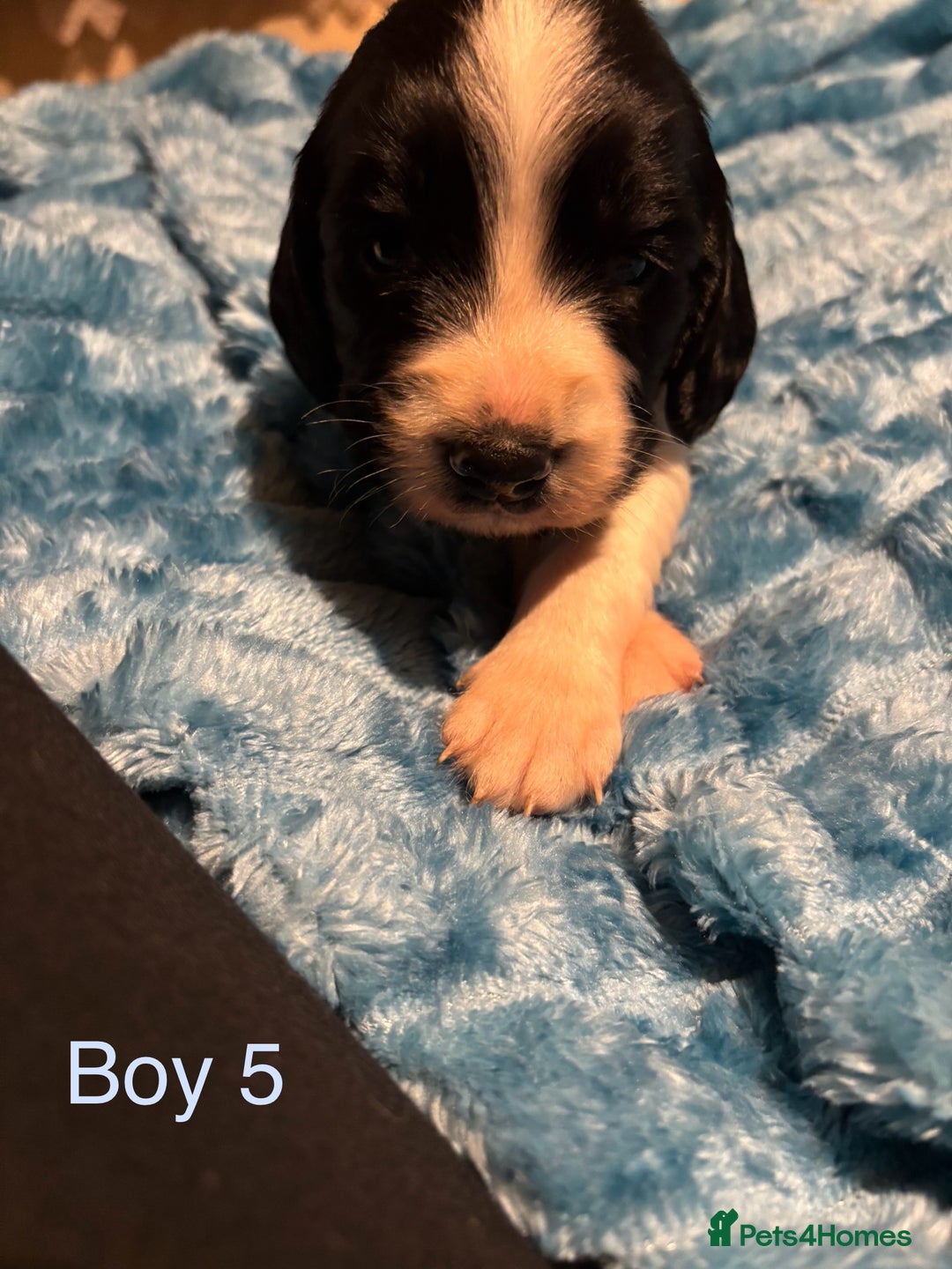 English Springer Spaniel dogs for sale: ✨ KC Registered English Springer Spaniel Puppies ✨ - Advert 25