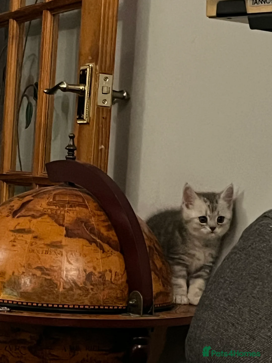 British Shorthair cats for sale: A beautiful kittens British shorthair  - Advert 8