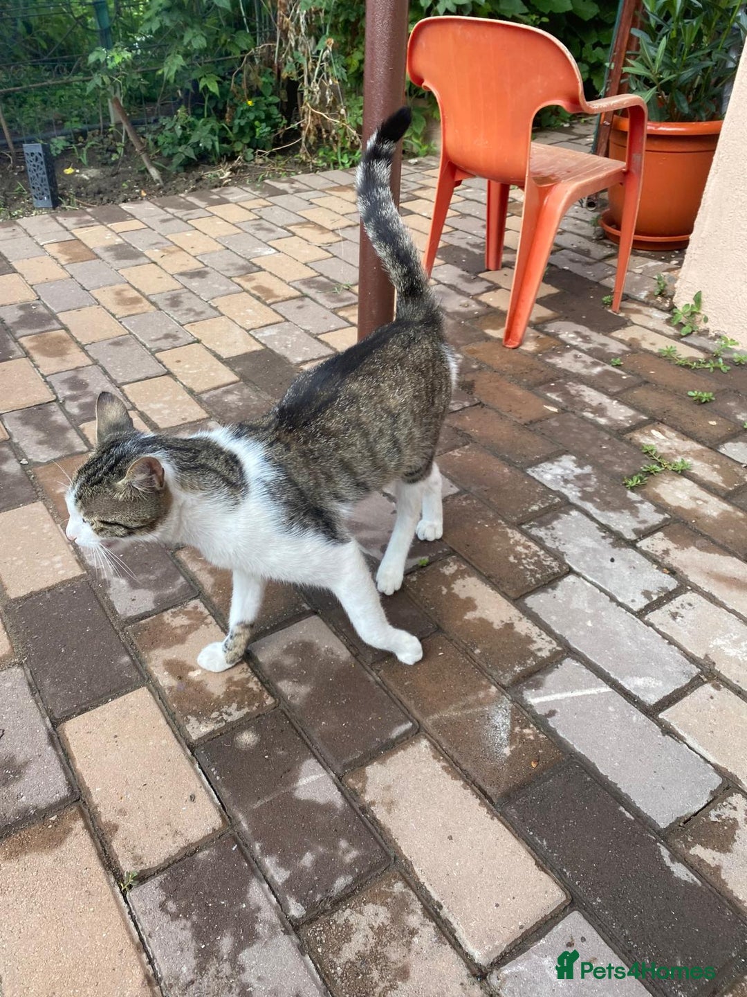 Mixed Breed cats for adoption: NOSE - a Lovely boy, for a Loving Home - Image 15