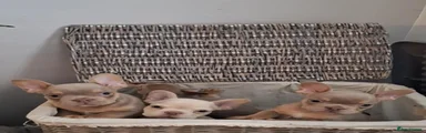 French Bulldog 2