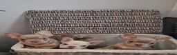 French Bulldog dogs for sale: Beautiful quality pups - Advert 8
