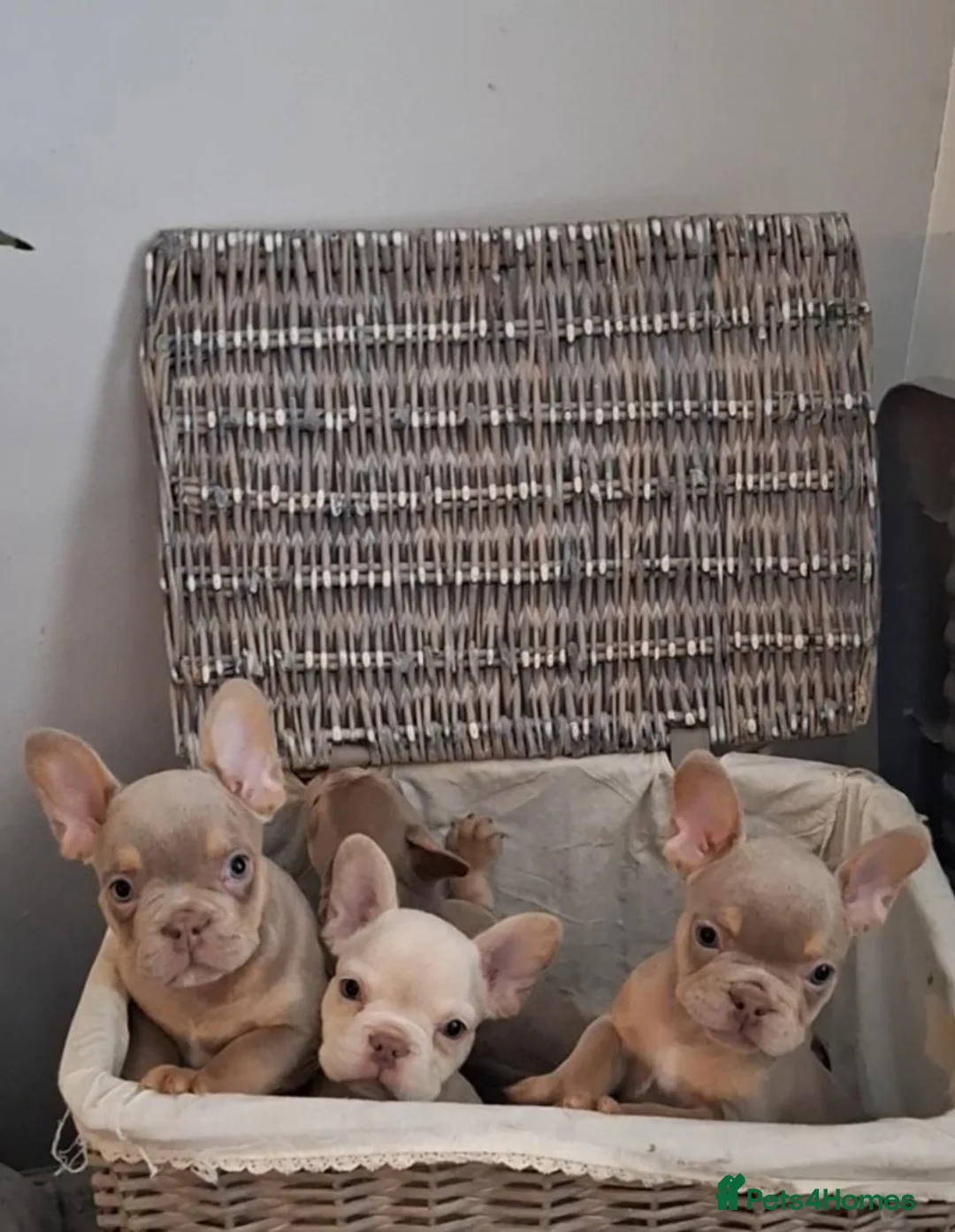 French Bulldog dogs for sale: Beautiful quality pups - Advert 8