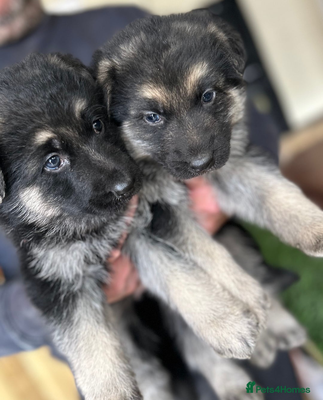 Long haired German Shepherd Puppies for sale Pets4Homes - Main Image