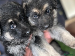 German Shepherd dogs - Advert 18