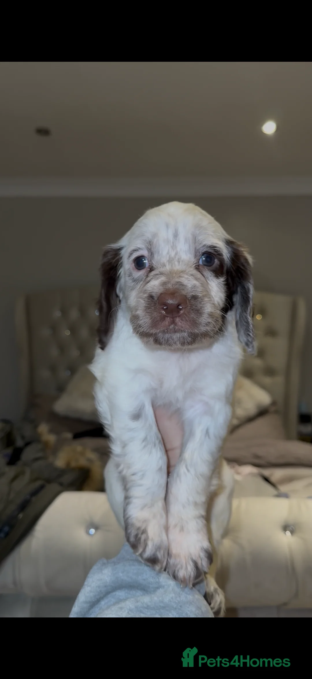 Cocker Spaniel dogs for sale: 9 Week Old - Boy Working Cocker Spaniel  - Advert 2