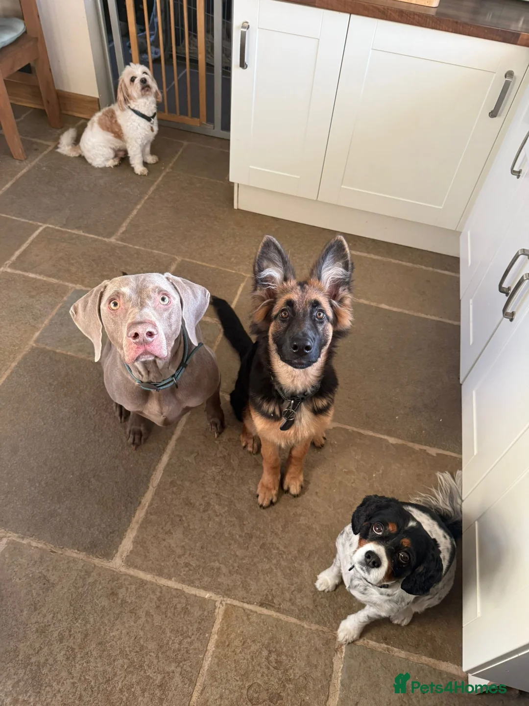 German Shepherd dogs for sale: German Shepard Puppy - Advert 8