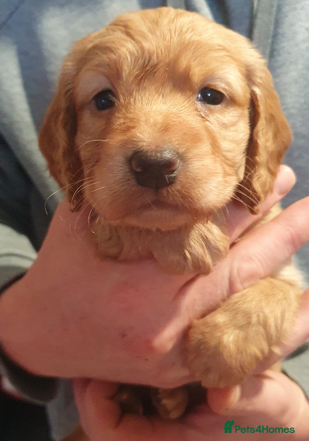 Cocker Spaniel dogs for sale: KC Registered Working Cocker Spaniel  - Advert 15