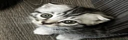 Mixed Breed cats for sale: Scottish fold and bengal cross kittens  - Advert 10