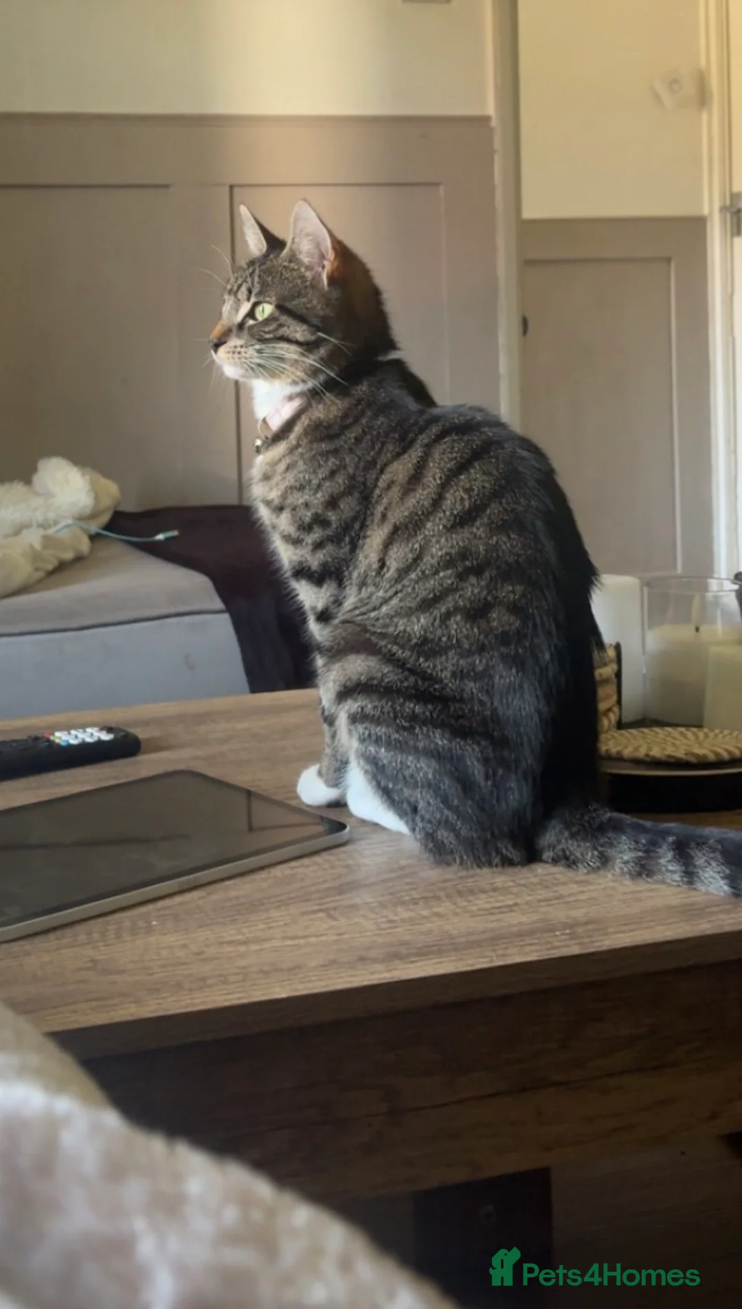 Mixed Breed cats for sale: Last Mixed Tabby Kitten Boy🩵 - Advert 2