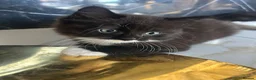 Mixed Breed cats for sale: Baby boy ready for his new home! - Advert 2