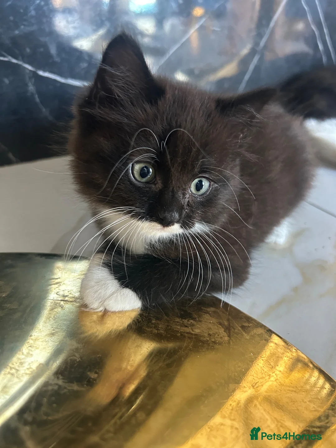 Mixed Breed cats for sale: Baby boy ready for his new home! - Advert 2