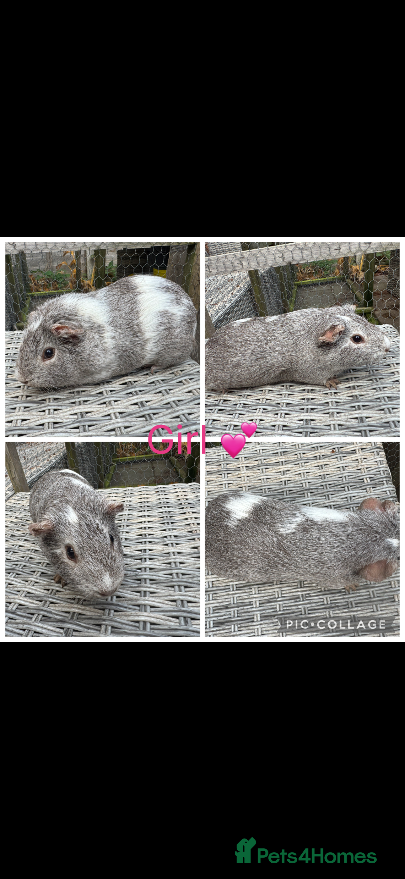 Guinea Pig rodents Female & Male Guinea pigs 👀 for new laps 🥰 - Advert 4
