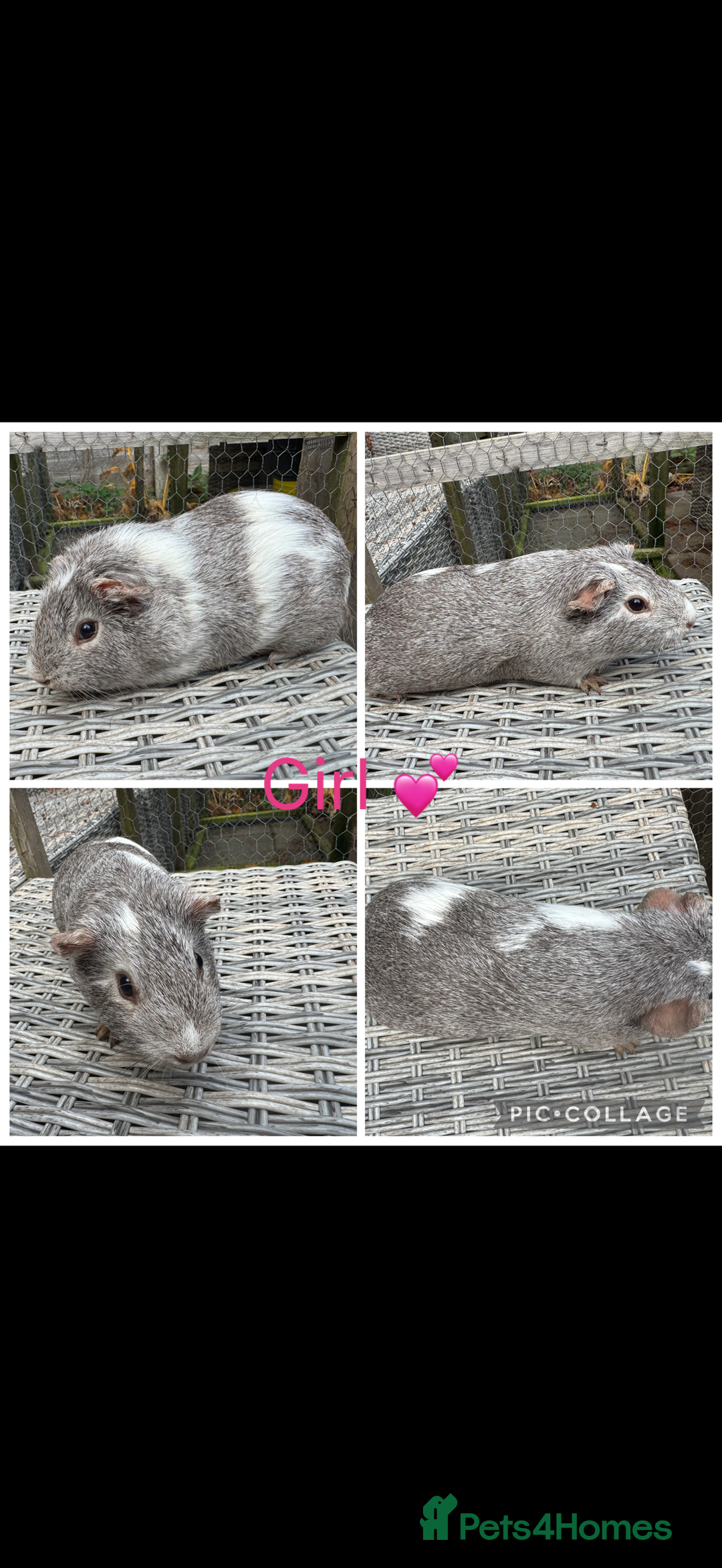 Guinea Pig rodents for sale: Female & Male Guinea pigs 👀 for new laps 🥰 - Advert 1