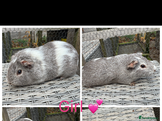 Guinea Pig rodents Female & Male Guinea pigs 👀 for new laps 🥰 - Advert 21