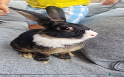 Mixed Breed rabbits for sale: 2 sisters looking for forever home - Image 2
