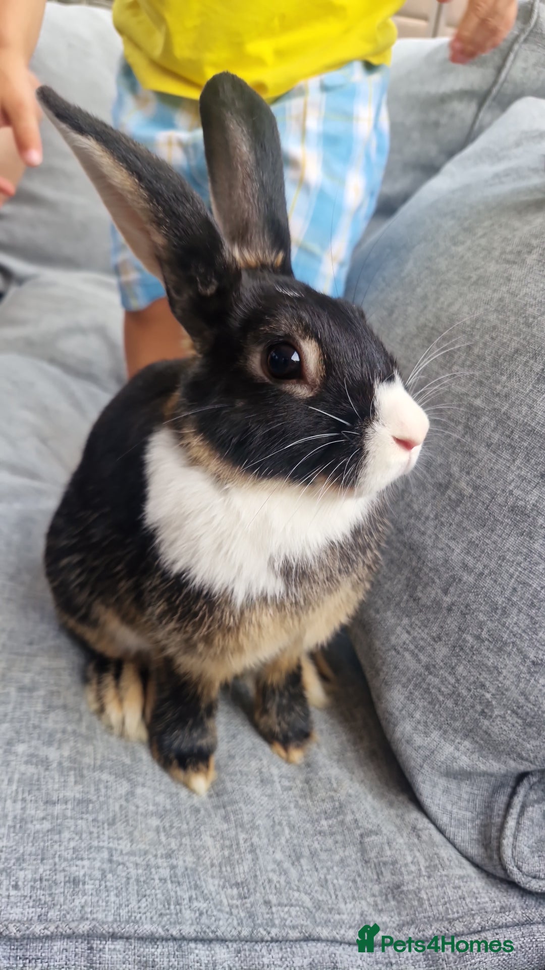 Mixed Breed rabbits for sale: 2 sisters looking for forever home - Image 2