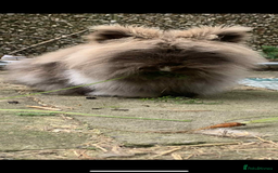 Lionhead rabbits for sale: READY TO LEAVE. Double mained lionhead baby’s  - Image 7