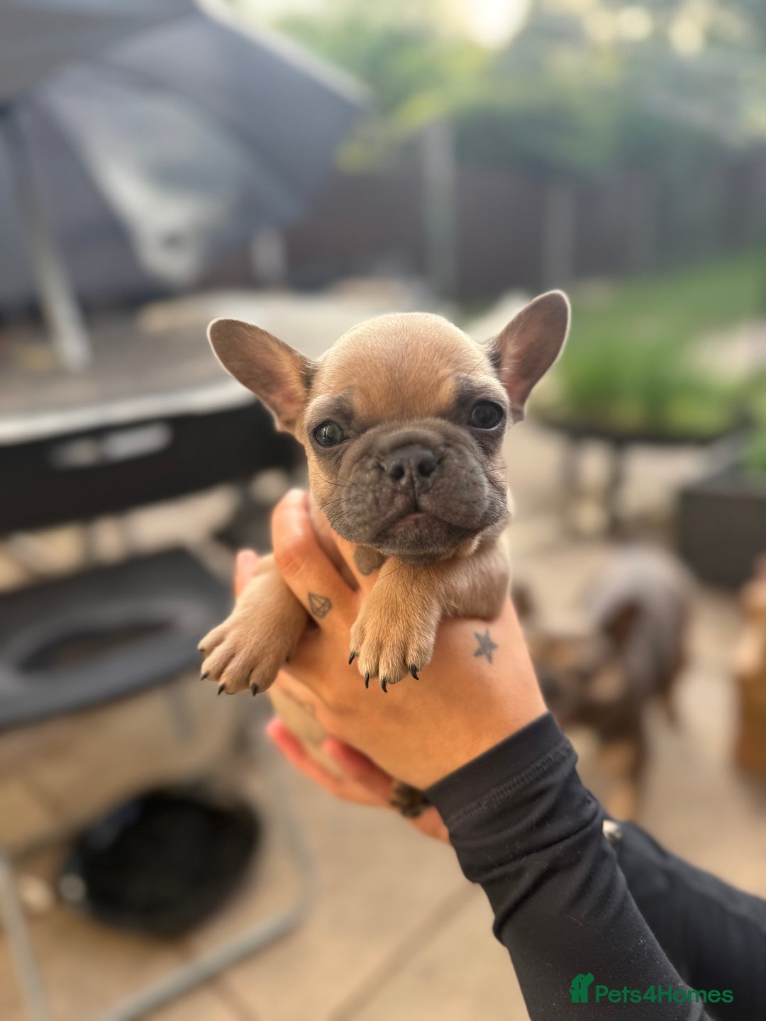 French Bulldog dogs for sale: Adorable Fresh bulldog - Image 9