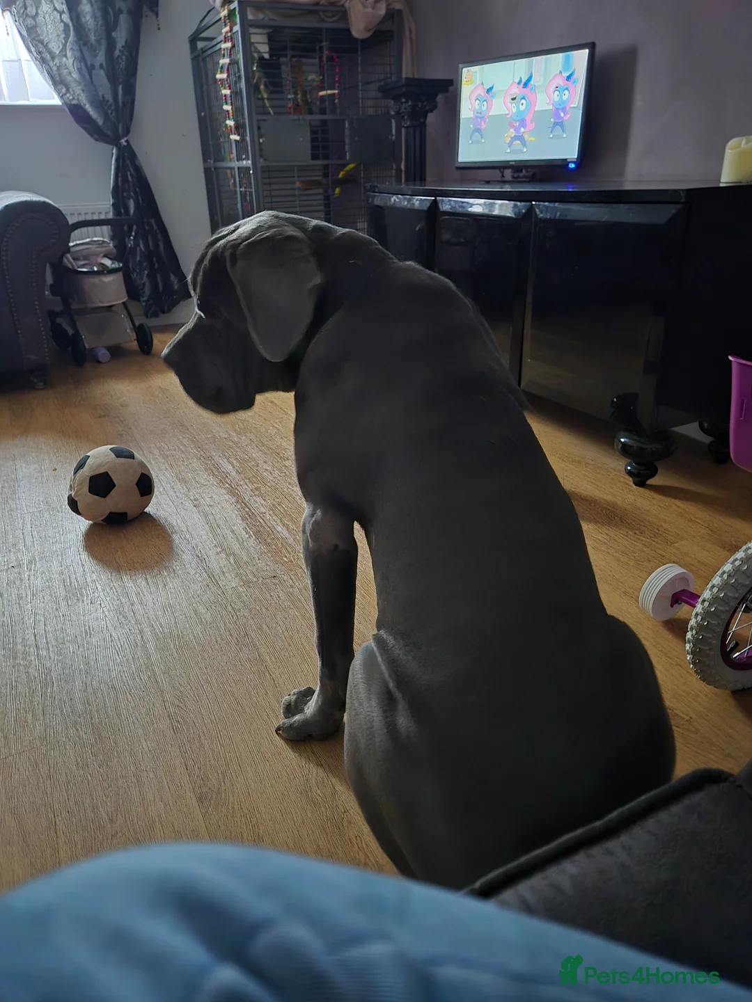 Cane Corso dogs for sale: Male cane corso  in Bedford - Advert 2