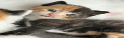 Mixed Breed cats for sale: 🐱 Beautiful friendly kittens 🐱 £180-£250  - Advert 15