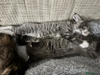 Maine Coon cats A stunning litter of Pedigree Main Coon kittens - Advert 5