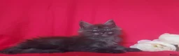 Maine Coon cats for sale: GCCF REGISTERED MAINE COON KITTENS FOR SALE  - Advert 32