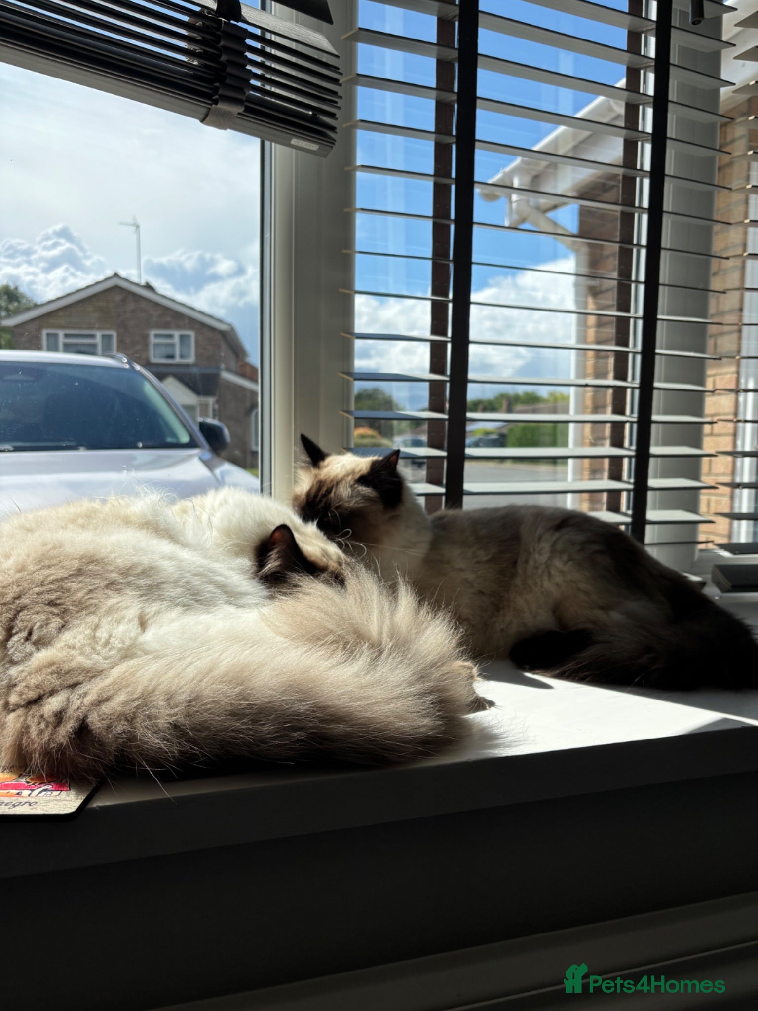 Ragdoll cats 2 beautiful seal-point Ragdolls for re-homing - Advert 1