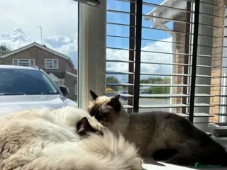 Ragdoll cats 2 beautiful seal-point Ragdolls for re-homing - Advert 1